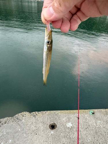 カマスの釣果