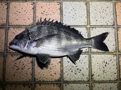 クロダイの釣果