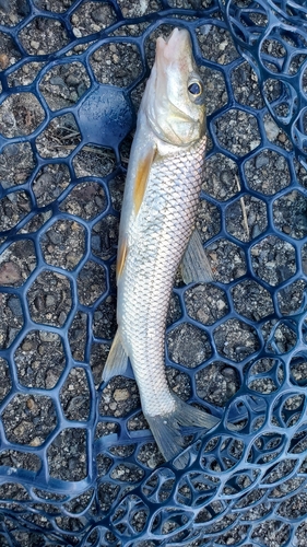 ニゴイの釣果