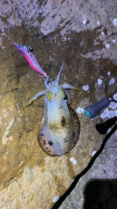 アオリイカの釣果