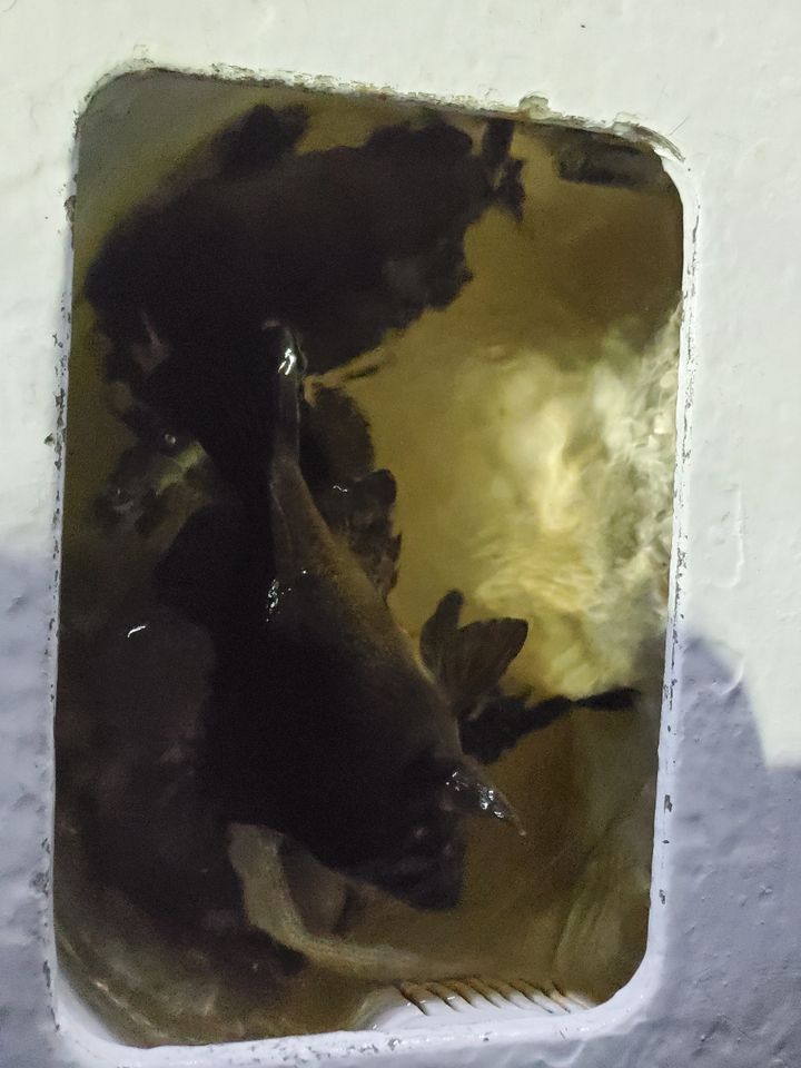 アカメバル
