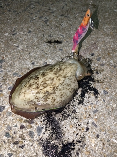 モンゴウイカの釣果