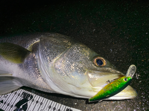 スズキの釣果