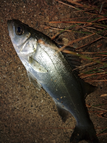 セイゴ（ヒラスズキ）の釣果