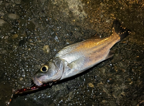 セイゴ（マルスズキ）の釣果