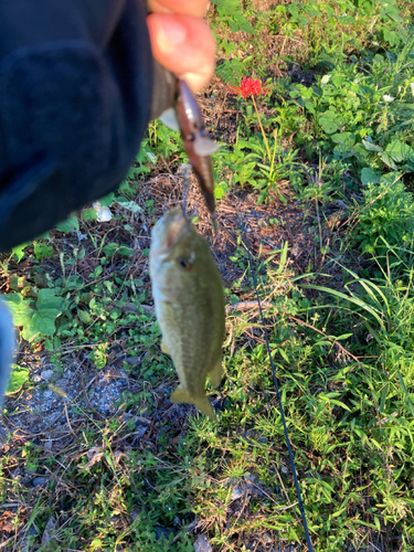 ラージマウスバスの釣果