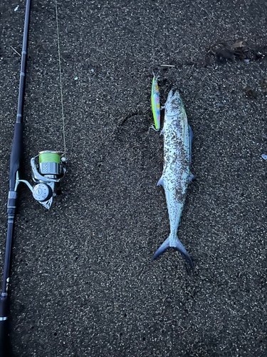 サゴシの釣果