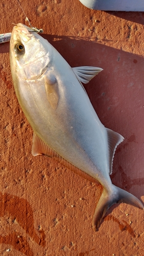 カンパチの釣果