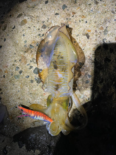 アオリイカの釣果