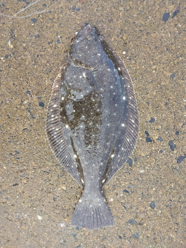 ヒラメの釣果