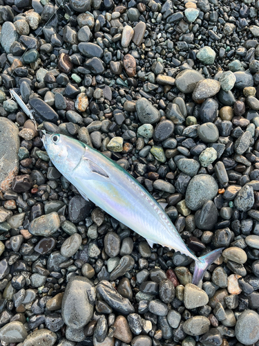 ソウダガツオの釣果