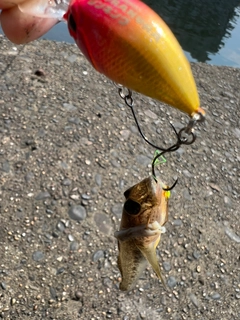 ハゼの釣果