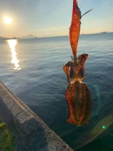 アオリイカの釣果