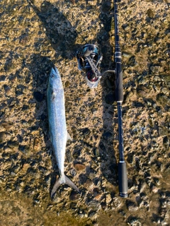 サゴシの釣果