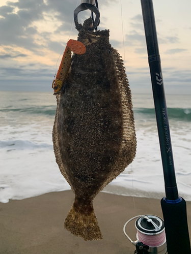 ソゲの釣果