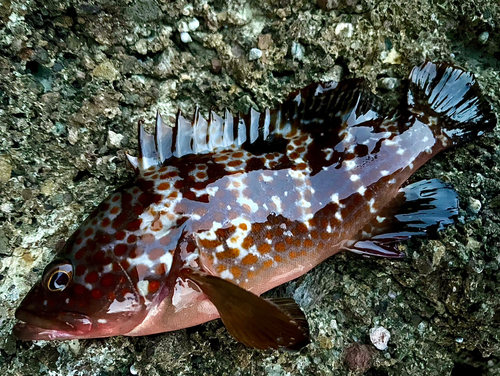 キジハタの釣果