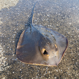 サビキでいろんな魚釣りたい釣り好き🎣の釣果