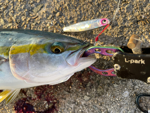 ツバスの釣果