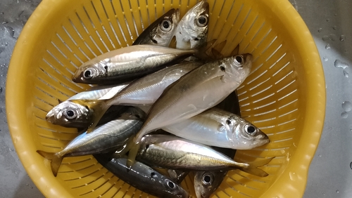 アジの釣果