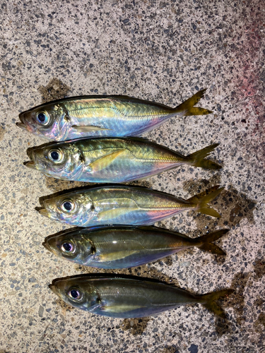 アジの釣果