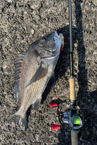 クロダイの釣果