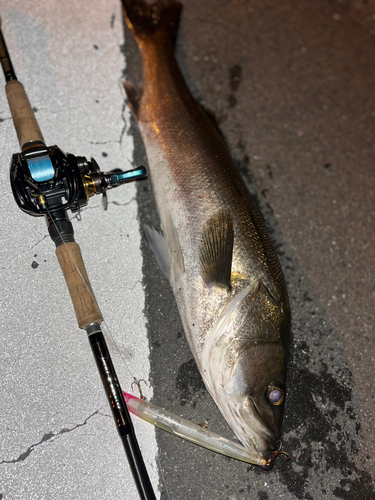 シーバスの釣果