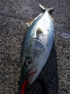 ワカシの釣果