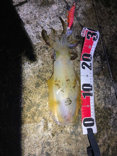 アオリイカの釣果