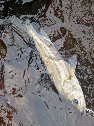 セイゴ（マルスズキ）の釣果