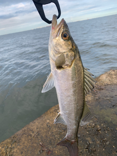 フッコ（ヒラスズキ）の釣果