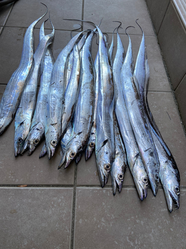 タチウオの釣果