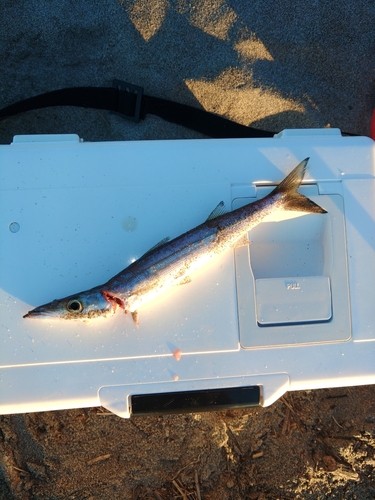 カマスの釣果