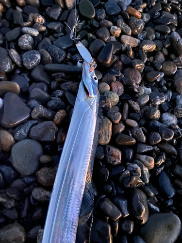 タチウオの釣果