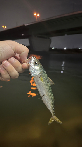 ゴマサバの釣果