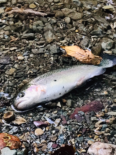 ニジマスの釣果