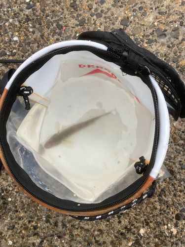 マハゼの釣果