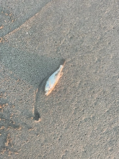 ニベの釣果