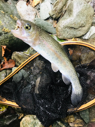 ニジマスの釣果