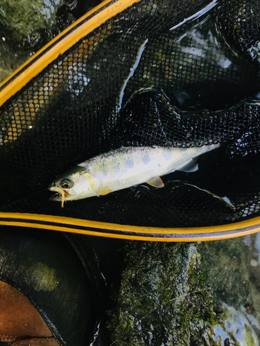 ヤマメの釣果