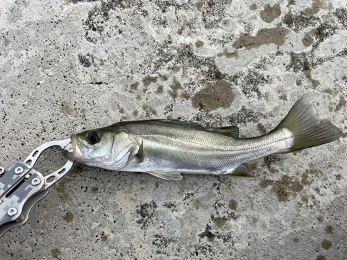 セイゴ（マルスズキ）の釣果