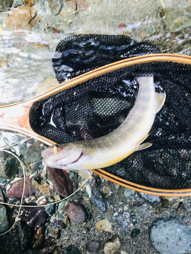 イワナの釣果