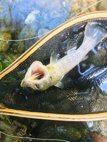 イワナの釣果