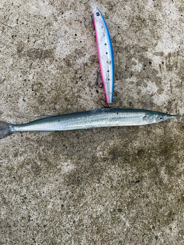 カマスの釣果