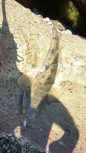 マゴチの釣果