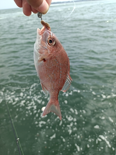 タイの釣果