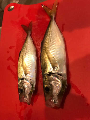 アジの釣果