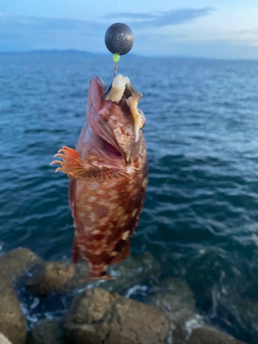 ガシラの釣果