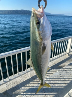 ハマチの釣果