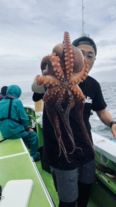 タコの釣果