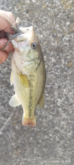 ブラックバスの釣果